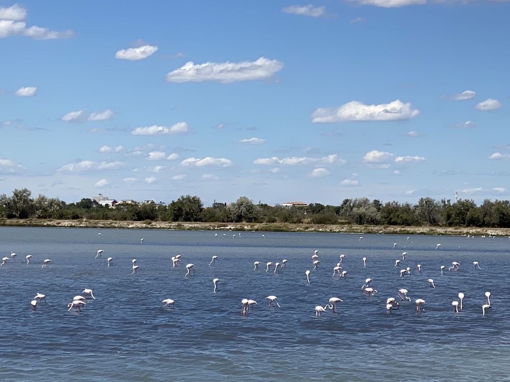 Flamingos feeding in a lagoon